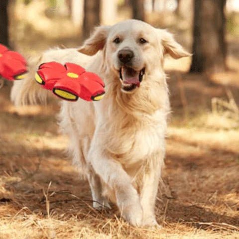 Brinquedo Voador para Cães com Função 2 em 1 em Verde da categoria Brinquedo Voador para Cães com Função 2 em 1 na ShopBran